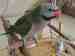 Mustached / Moustached Parakeet