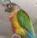 Conure