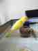 Indian Ringneck Parakeet