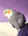 Cockatiel