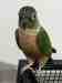 Conure