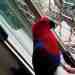 Eclectus