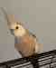 Cockatiel