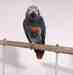 African Grey
