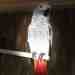African Grey