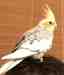 Cockatiel