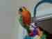 Conure