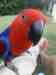 Eclectus