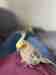 Cockatiel