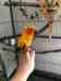 Conure