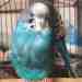 Budgerigar