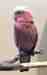 Galah Cockatoo