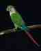 Conure