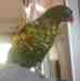 Lory / Lorikeet