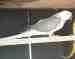 Indian Ringneck Parakeet