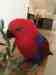 Eclectus