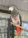 African Grey