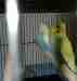 Budgerigar