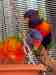 Lory / Lorikeet