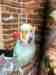 Budgerigar