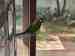 Macaw