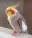 Cockatiel