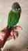 Conure