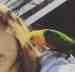 Conure