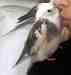 Cockatiel