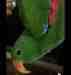 Eclectus