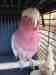 Galah Cockatoo