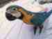 Macaw