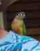 Conure