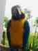 Macaw