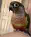 Conure