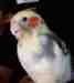 Cockatiel
