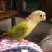 Conure