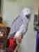 African Grey