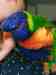 Lory / Lorikeet