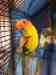 Conure