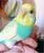 Budgerigar