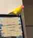 Lovebird