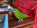 Macaw