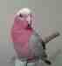 Galah Cockatoo