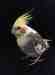 Cockatiel