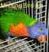 Lory / Lorikeet