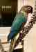Conure
