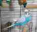 Budgerigar