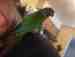 Conure