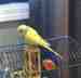 Parakeet